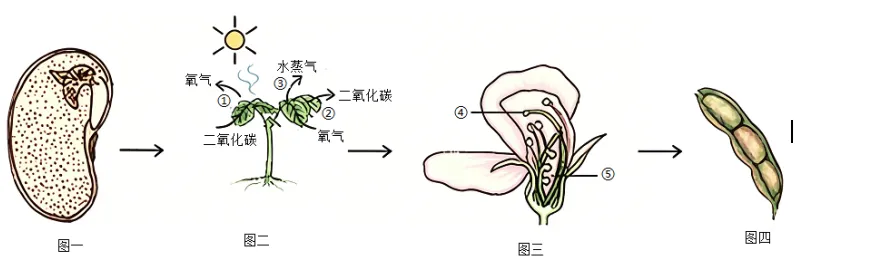2026年江苏连云港市中考生物真题(解析版)-第13张图片-四季读书网
