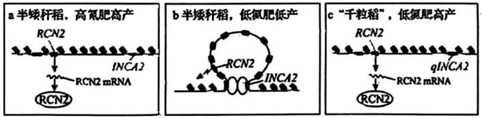 黑吉辽蒙2026年生物高考真题(Word版)-第10张图片-四季读书网 黑吉辽蒙2026年生物高考真题(Word版)-第10张图片-四季读书网