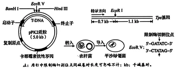 黑吉辽蒙2026年生物高考真题(Word版)-第11张图片-四季读书网 黑吉辽蒙2026年生物高考真题(Word版)-第11张图片-四季读书网