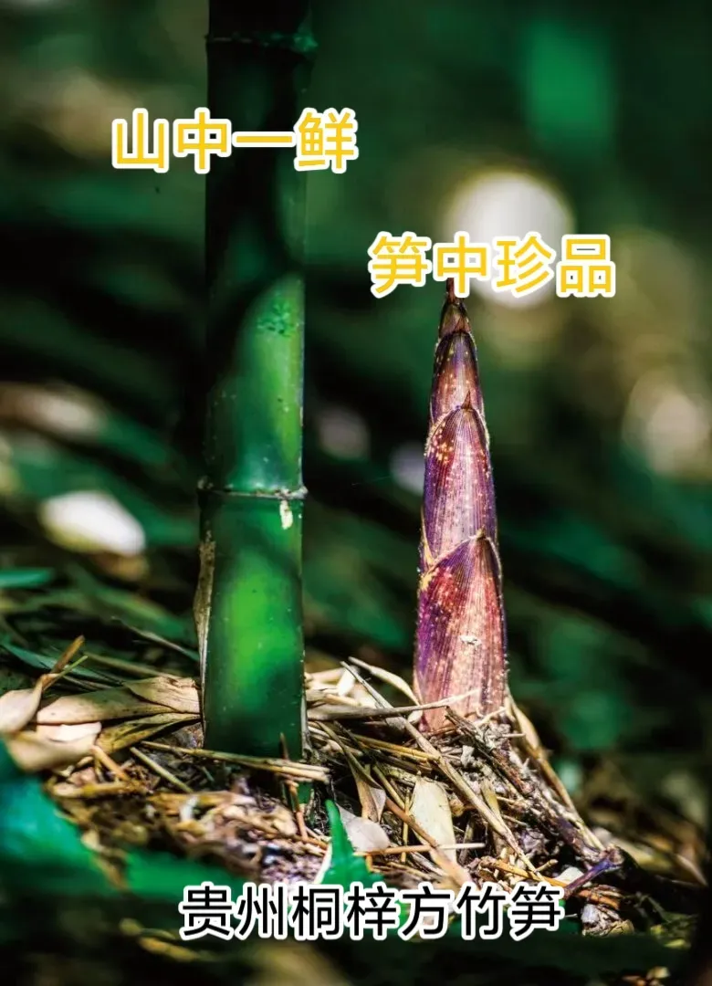 “端午”假期到中考期间遵义多雨,考生注意防雨!-第8张图片-四季读书网 “端午”假期到中考期间遵义多雨,考生注意防雨!-第8张图片-四季读书网