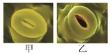 2026年山东省中考生物试卷 真题-第4张图片-四季读书网 2026年山东省中考生物试卷 真题-第4张图片-四季读书网