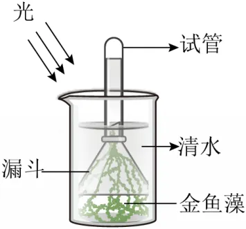 2026年山东省中考生物试卷 真题-第5张图片-四季读书网 2026年山东省中考生物试卷 真题-第5张图片-四季读书网