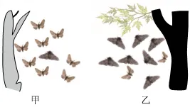2026年山东省中考生物试卷 真题-第11张图片-四季读书网 2026年山东省中考生物试卷 真题-第11张图片-四季读书网