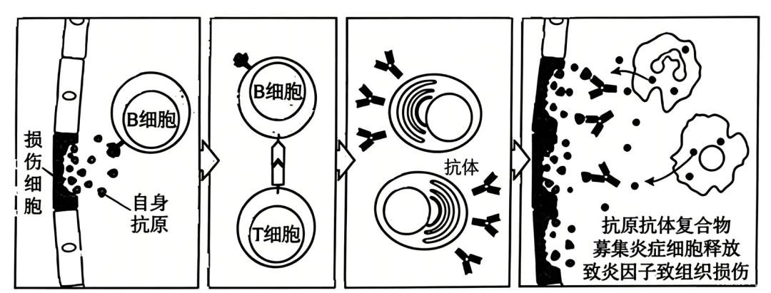 2026年高考黑吉辽蒙卷生物高考真题-第9张图片-四季读书网 2026年高考黑吉辽蒙卷生物高考真题-第9张图片-四季读书网