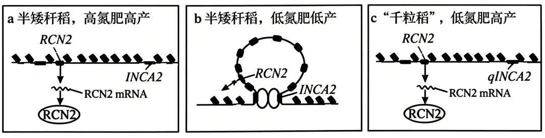2026年高考黑吉辽蒙卷生物高考真题-第14张图片-四季读书网 2026年高考黑吉辽蒙卷生物高考真题-第14张图片-四季读书网