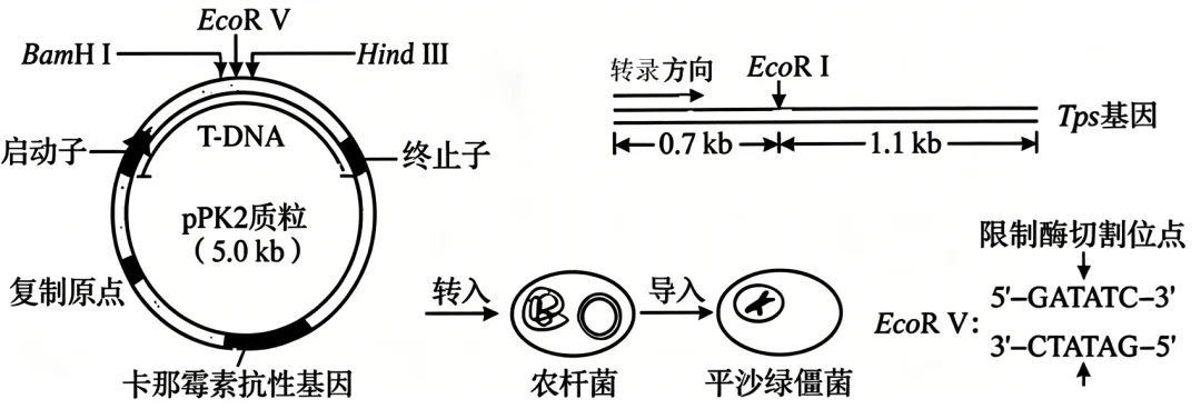 2026年高考黑吉辽蒙卷生物高考真题-第15张图片-四季读书网 2026年高考黑吉辽蒙卷生物高考真题-第15张图片-四季读书网