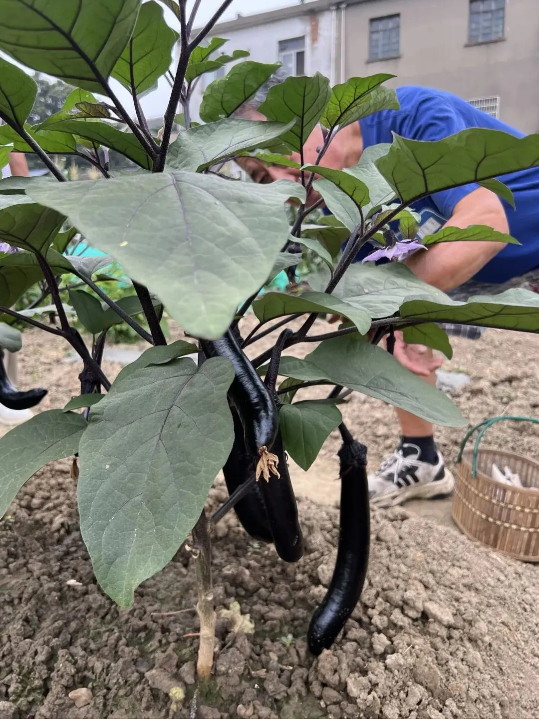 中考连着端午-第5张图片-四季读书网 中考连着端午-第5张图片-四季读书网