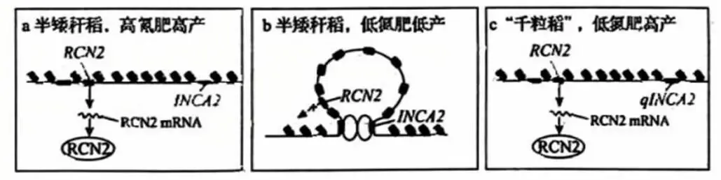 2026年黑吉辽蒙 生物学高考真题 文后附下载链接-第10张图片-四季读书网 2026年黑吉辽蒙 生物学高考真题 文后附下载链接-第10张图片-四季读书网