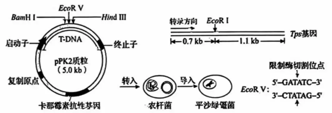 2026年黑吉辽蒙 生物学高考真题 文后附下载链接-第11张图片-四季读书网 2026年黑吉辽蒙 生物学高考真题 文后附下载链接-第11张图片-四季读书网