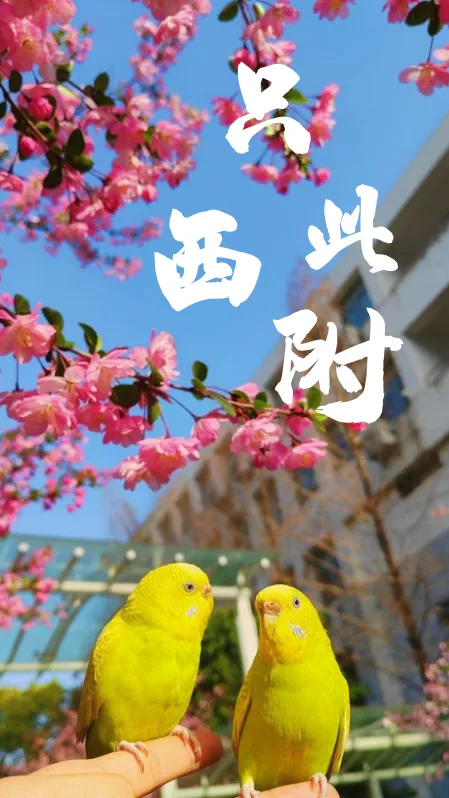 中考升学必看 | 西附DSE融合课程2026年志愿填报说明及英语加试安排-第34张图片-四季读书网 中考升学必看 | 西附DSE融合课程2026年志愿填报说明及英语加试安排-第34张图片-四季读书网
