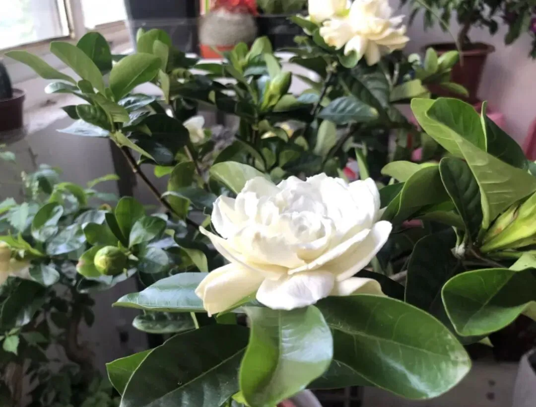 栀子花开,中考又至-第1张图片-四季读书网