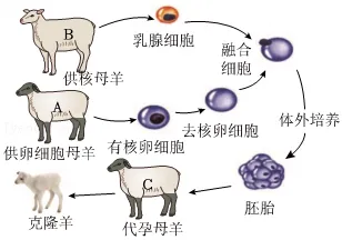 生物中考重点难点专项练习,备战26中考(一)-第2张图片-四季读书网 生物中考重点难点专项练习,备战26中考(一)-第2张图片-四季读书网