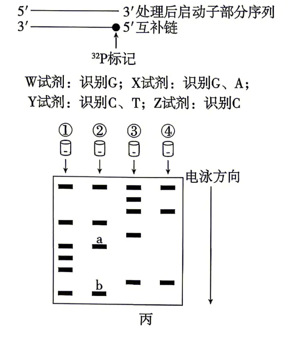 【真题】2026年贵州省普通高中学业水平选择性考试生物学试题-第9张图片-四季读书网