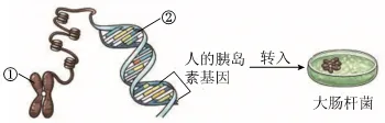 2026年云南省中考生物试卷 真题-第6张图片-四季读书网