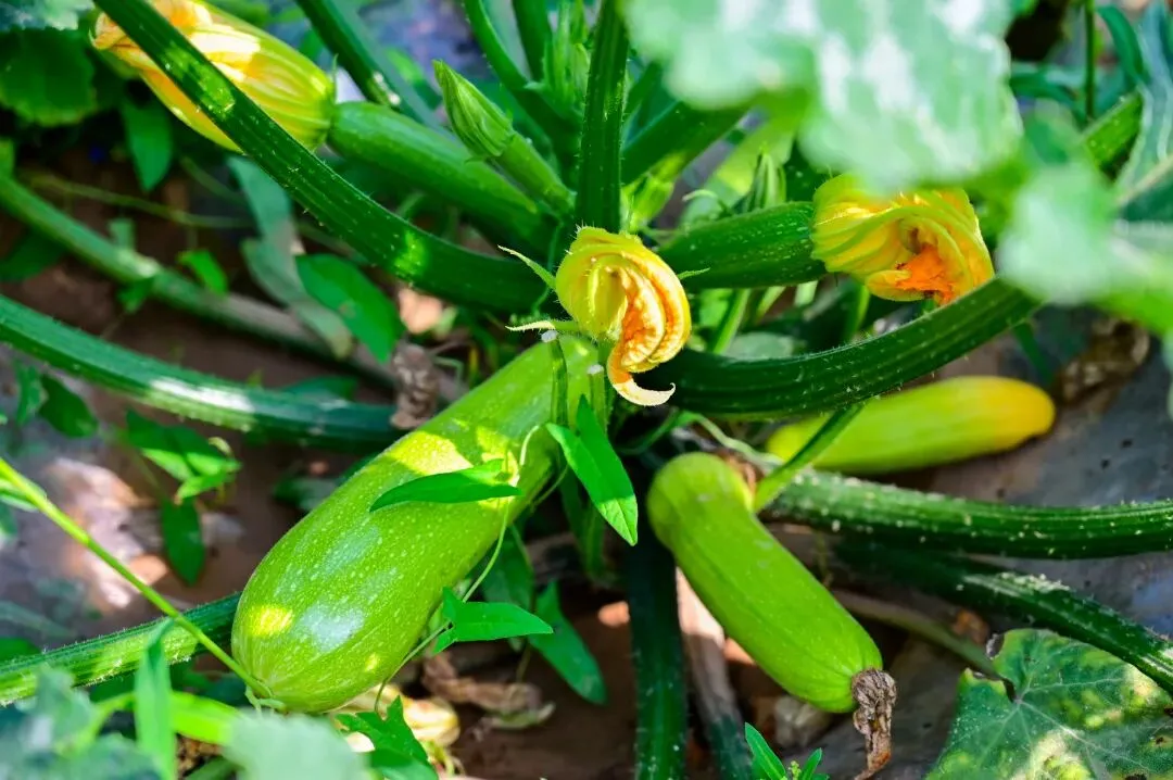 中考加油!至夏天,至实验,至最美的遇见,“实验”向你发出好友申请-第24张图片-四季读书网 中考加油!至夏天,至实验,至最美的遇见,“实验”向你发出好友申请-第24张图片-四季读书网