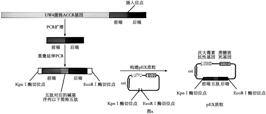 2026年高考生物真题(云南卷)-第6张图片-四季读书网 2026年高考生物真题(云南卷)-第6张图片-四季读书网