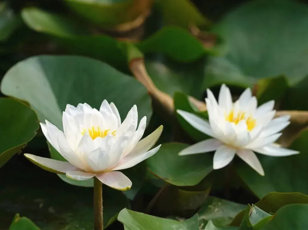夏至•父亲节•中考-第3张图片-四季读书网 夏至•父亲节•中考-第3张图片-四季读书网