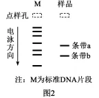 高考真题‖河南省2026年普通高中学业水平选择性考试生物学[试卷附网络版答案]-第8张图片-四季读书网