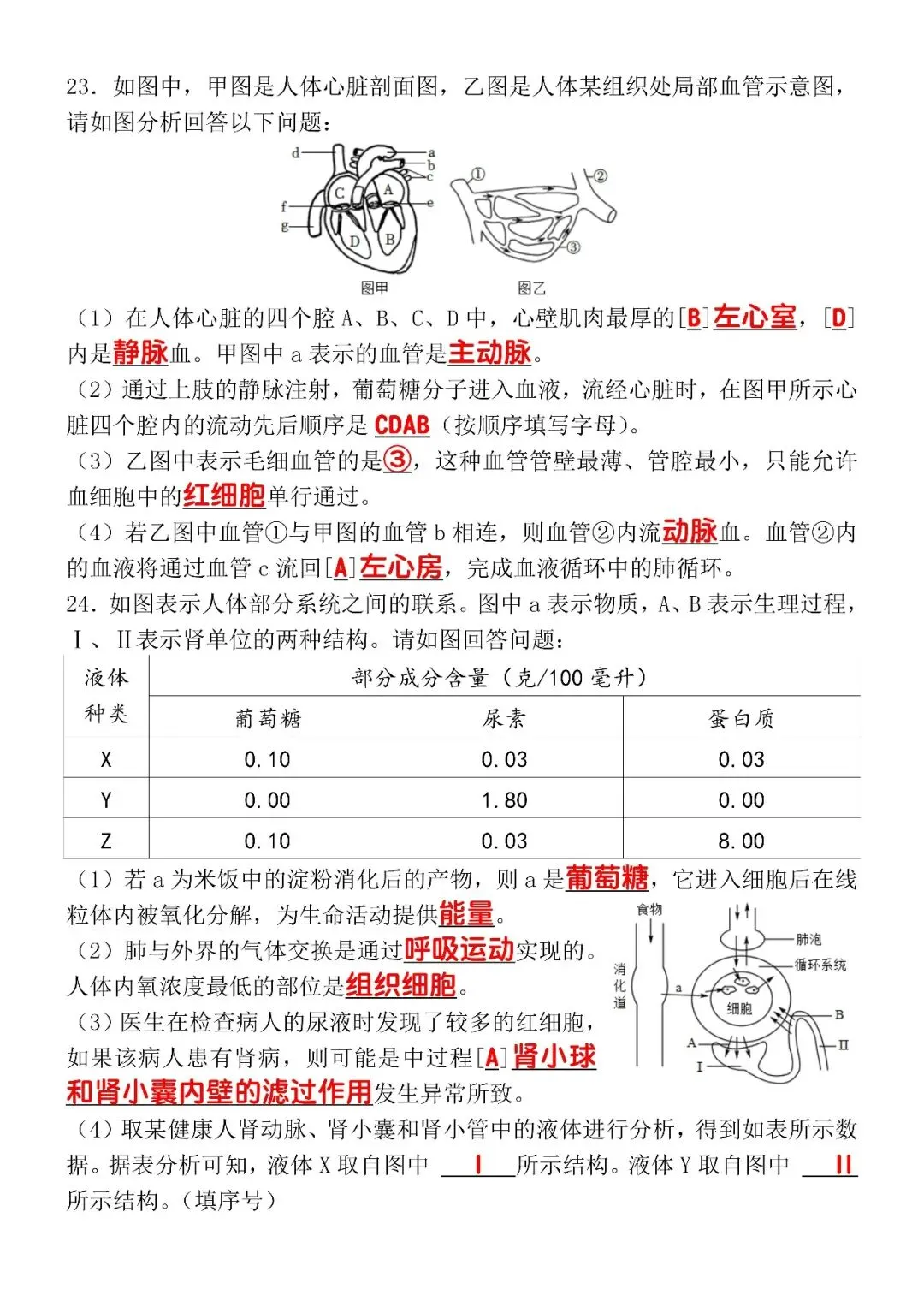 2026年七下生物期末终极真题检测卷(含答案),七年级的家长可打印给孩子!-第8张图片-四季读书网 2026年七下生物期末终极真题检测卷(含答案),七年级的家长可打印给孩子!-第8张图片-四季读书网