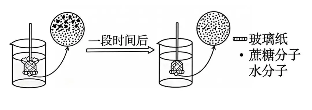 2026年广东省  生物学高考真题 文后附下载链接-第2张图片-四季读书网