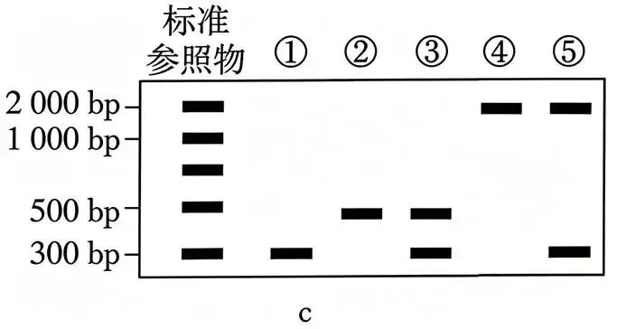 2026年广东省  生物学高考真题 文后附下载链接-第19张图片-四季读书网