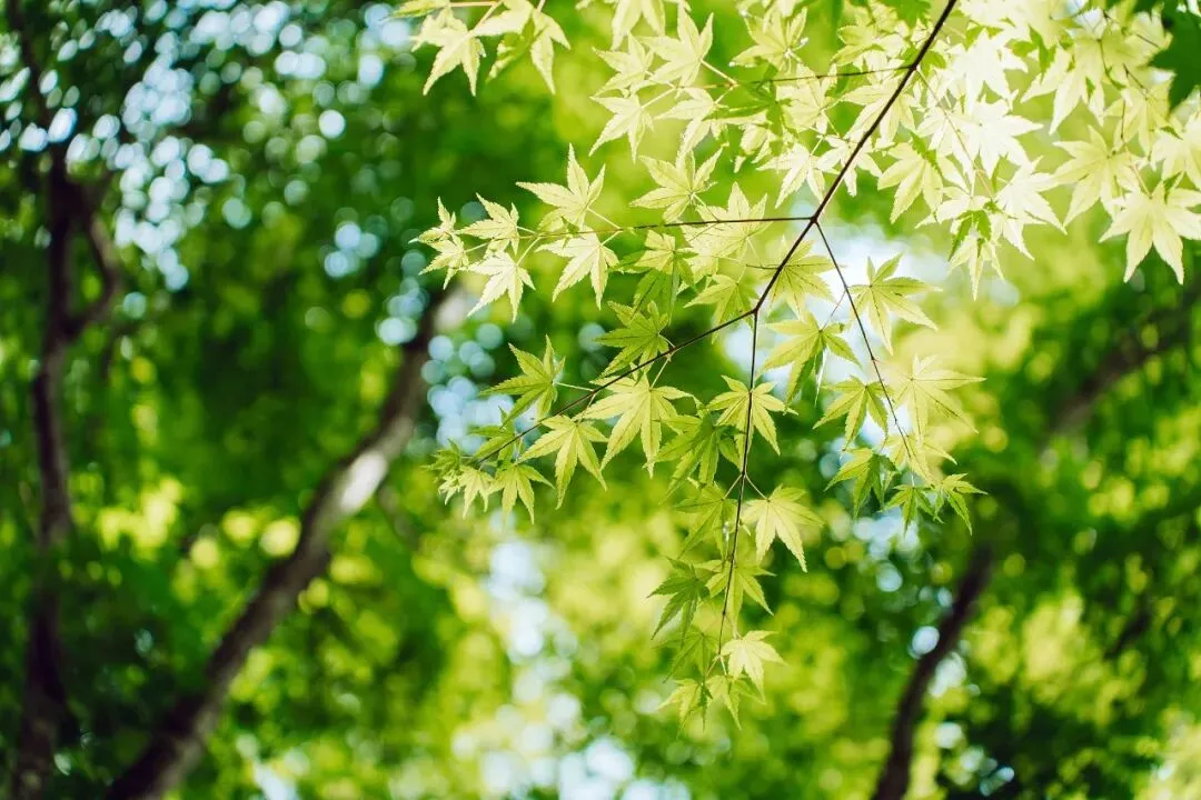 中考第二天晴热在线,晚间新一轮降雨来袭-第2张图片-四季读书网