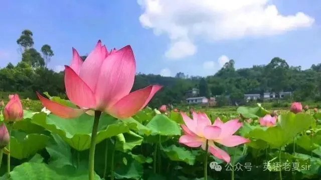 【真题词汇】2026年高考英语真题(全国卷1&2)重点单词及短语汇编(pdf&word高清双版)-第1张图片-四季读书网