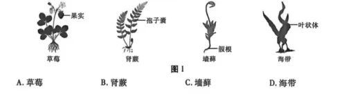 2026年陕西中考生物学真题(回忆版)可下载-第1张图片-四季读书网 2026年陕西中考生物学真题(回忆版)可下载-第1张图片-四季读书网
