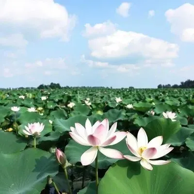 2026年高考生物真题完全解读(河南卷)-第1张图片-四季读书网