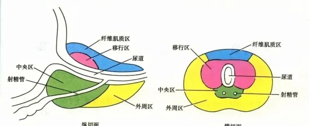 2026执业医师真题考点自查 1 期-第4张图片-四季读书网 2026执业医师真题考点自查 1 期-第4张图片-四季读书网