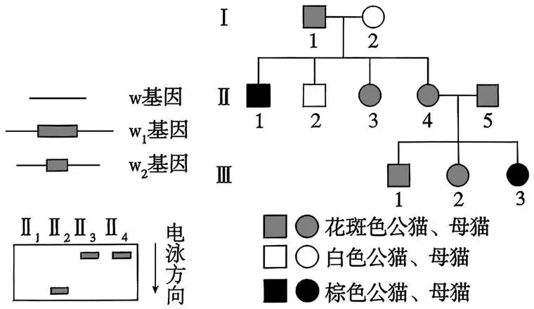 2026年四川省 生物学高考真题 文后附下载链接-第4张图片-四季读书网 2026年四川省 生物学高考真题 文后附下载链接-第4张图片-四季读书网