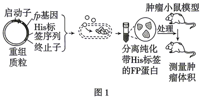2026年四川省 生物学高考真题 文后附下载链接-第11张图片-四季读书网 2026年四川省 生物学高考真题 文后附下载链接-第11张图片-四季读书网