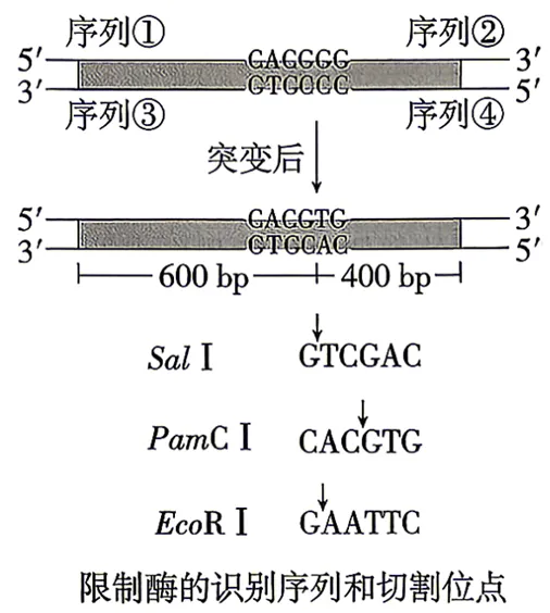 2026年四川省 生物学高考真题 文后附下载链接-第14张图片-四季读书网 2026年四川省 生物学高考真题 文后附下载链接-第14张图片-四季读书网