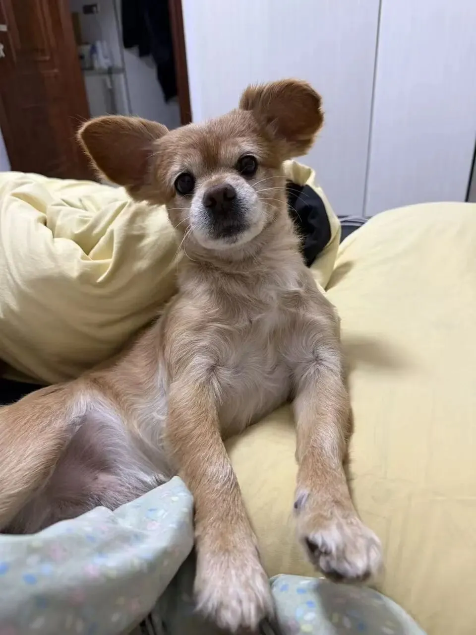 乌拉街学子们,中考加油;早该如此了;可别开这车上道了; 这只小狗丢了;交通管制通告!-第6张图片-四季读书网 乌拉街学子们,中考加油;早该如此了;可别开这车上道了; 这只小狗丢了;交通管制通告!-第6张图片-四季读书网