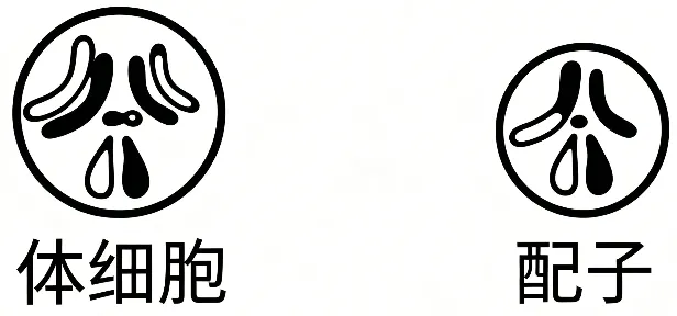 2026年高考生物真题(湖南卷)-第5张图片-四季读书网 2026年高考生物真题(湖南卷)-第5张图片-四季读书网