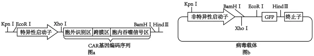 2026年高考生物真题(湖南卷)-第18张图片-四季读书网 2026年高考生物真题(湖南卷)-第18张图片-四季读书网