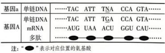 【高考真题】2026年山东省普通高考生物试题(山东卷带解析版)-第7张图片-四季读书网 【高考真题】2026年山东省普通高考生物试题(山东卷带解析版)-第7张图片-四季读书网
