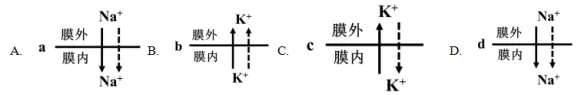 【高考真题】2026年山东省普通高考生物试题(山东卷带解析版)-第9张图片-四季读书网 【高考真题】2026年山东省普通高考生物试题(山东卷带解析版)-第9张图片-四季读书网