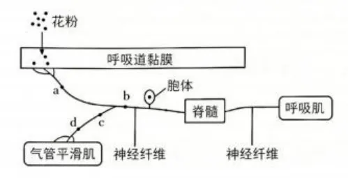 【高考真题】2026年山东省普通高考生物试题(山东卷带解析版)-第13张图片-四季读书网 【高考真题】2026年山东省普通高考生物试题(山东卷带解析版)-第13张图片-四季读书网