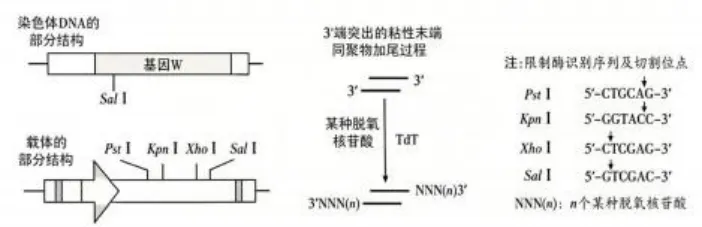 【高考真题】2026年山东省普通高考生物试题(山东卷带解析版)-第18张图片-四季读书网 【高考真题】2026年山东省普通高考生物试题(山东卷带解析版)-第18张图片-四季读书网