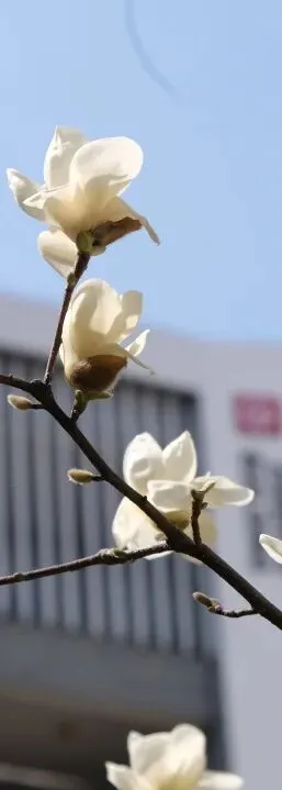 凭中考成绩择优录取!苏州新草桥中学2026高中部招生简章发布-第25张图片-四季读书网 凭中考成绩择优录取!苏州新草桥中学2026高中部招生简章发布-第25张图片-四季读书网