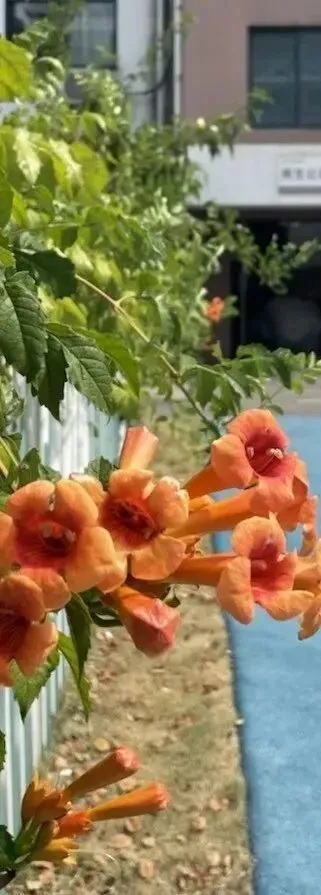 凭中考成绩择优录取!苏州新草桥中学2026高中部招生简章发布-第26张图片-四季读书网 凭中考成绩择优录取!苏州新草桥中学2026高中部招生简章发布-第26张图片-四季读书网