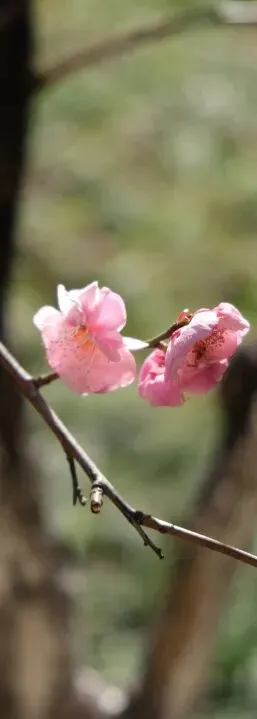 凭中考成绩择优录取!苏州新草桥中学2026高中部招生简章发布-第28张图片-四季读书网 凭中考成绩择优录取!苏州新草桥中学2026高中部招生简章发布-第28张图片-四季读书网