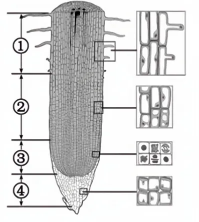 2026年福建省中考生物试卷生物学试题-第1张图片-四季读书网 2026年福建省中考生物试卷生物学试题-第1张图片-四季读书网