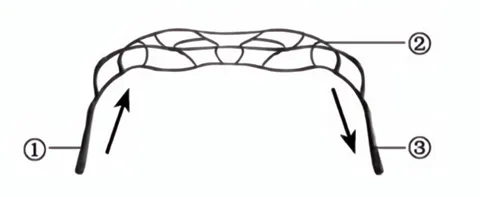 2026年福建省中考生物试卷生物学试题-第7张图片-四季读书网 2026年福建省中考生物试卷生物学试题-第7张图片-四季读书网
