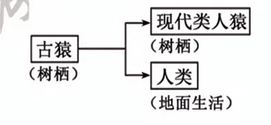 2026年福建省中考生物试卷生物学试题-第8张图片-四季读书网 2026年福建省中考生物试卷生物学试题-第8张图片-四季读书网