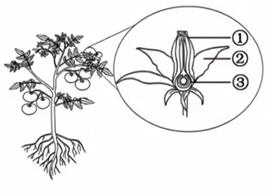 2026年福建省中考生物试卷生物学试题-第12张图片-四季读书网 2026年福建省中考生物试卷生物学试题-第12张图片-四季读书网