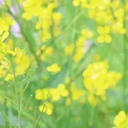 双阳区举行数学学科中考复习专题培训暨初高衔接教学策略主题培训-第4张图片-四季读书网