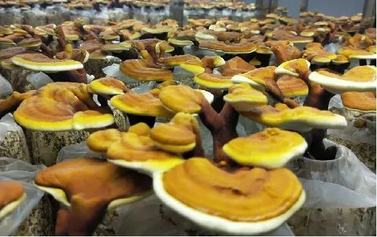 212人!中考学子新选择!余杭这所学校四大热门专业招生计划公布!现代会计、酷炫电商、智慧物流,涉农专业每年还有两千多补助……-第23张图片-四季读书网
