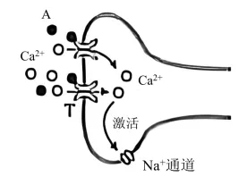 高考真题 | 2026年河北省普通高中学业水平选择性考试生物学试题-第9张图片-四季读书网
